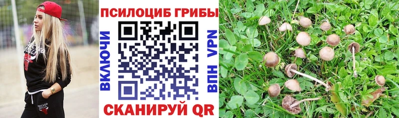 Псилоцибиновые грибы мицелий где можно купить Валдай